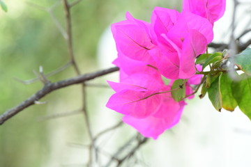 Pink bougainvillea flowers. Nice and vibrant flowers