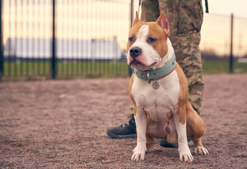 Fighting Terrier brown ginger color with short hair. Beautiful dog on leash. Person keeps pet at distance. The evening, the sunset sky, animals walking on ground for training dogs.