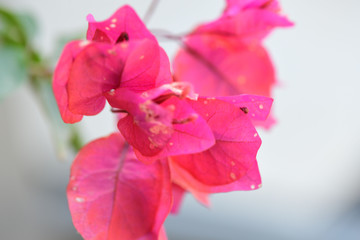 Pink Bougainvillea flowers . Nice and vibrant flowers.