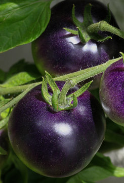 Schwarze bzw lilane Tomaten die auf einer Rispe mit Bl&auml;ttern an der Hauswand reif werden und von der Sonne beschienen sind