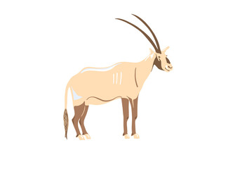 Arabian Oryx, from Dubai Desert, United Arab Emirates