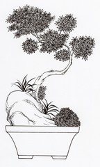 Hand drawn black and white bonsai tree, miniature garden, Traditional botanical illustration.