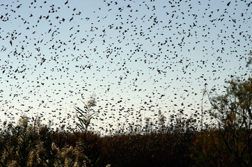 Thousand of birds have covered the blue sky.