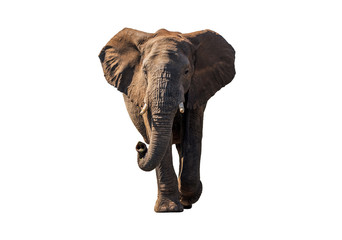 Fototapeta premium Front view African Elephant walk with sun shade , isolated.