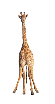 Giraffes isolated on white with Clipping parth