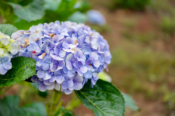 blue flowers in the garden