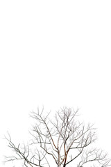 Fototapeta na wymiar Dry twigs, dry trees on a white background Object concept