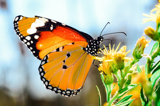 butterfly on a flower. Mediterranean butterfly under the sun.