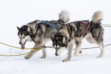 Siberian huskies and malamuts participating in the dog sled racing contest, Tusnad, Romania
