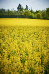 Obraz premium Champ Jaune