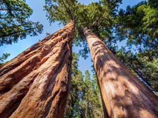 Giant sequoia (Sequoiadendron giganteum) trees in Giant Forest of Sequoia National Park in the U.S. California. - obrazy, fototapety, plakaty