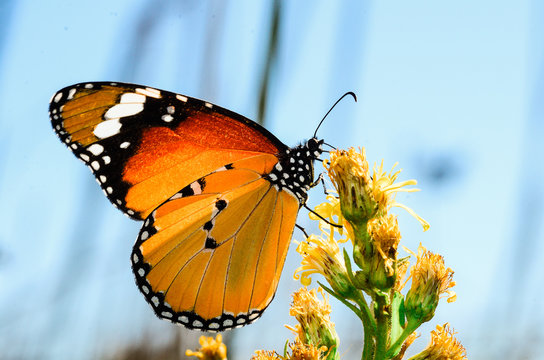 butterfly on a flower. Mediterranean butterfly under the sun.