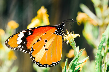 butterfly on a flower. Mediterranean butterfly under the sun.