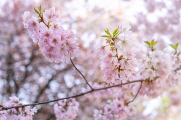 Beautiful tender tree blossom in sun light, floral background, spring blooming flowers