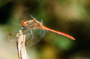 Small European-Mediterranean dragonfly under the natural light on a sunny day.