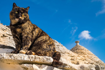 Beautiful view on the sitting cat on stone roof in Alberobello, Italy