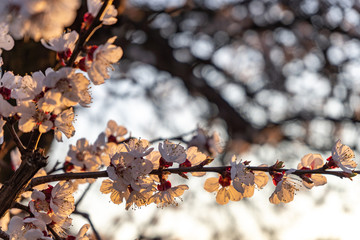 Beautiful tender cherry tree blossom in morning purple sun light, floral background, spring blooming flowers