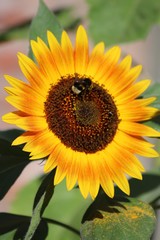 Fototapeta premium Guest 