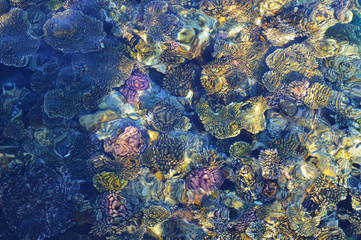 Coral reef in the Red Sea, viewed from above. Colorful coral reef background