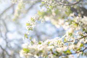 Beautiful tender tree blossom in sunny light, floral background, spring blooming flowers.
