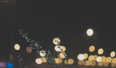 Abstract lights with flowers.