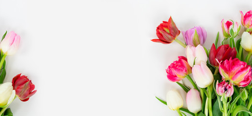 Fresh tulips flowers