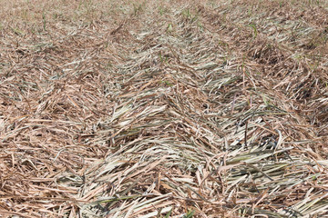 Sugarcane plantation