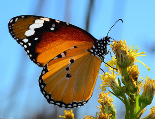 butterfly on a flower. Mediterranean butterfly under the sun.