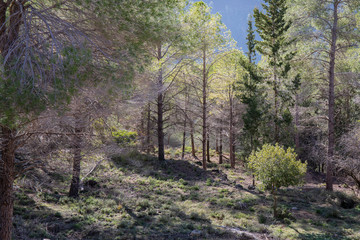 A Forest near Jerusalem, Israel
