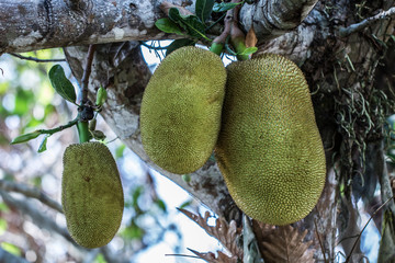 Jack fruit, I planted it in front of my house
