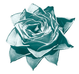 Watercolor turquoise rose. Flower insulated on a white background with clipping path. Close-up. For design. Nature.