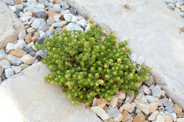 piante succulente nel giardino roccioso