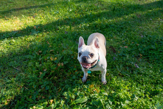 Bulldog Francés de color blanco jugando en el campo.   