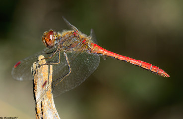 Small European-Mediterranean dragonfly under the natural light on a sunny day.