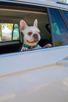 Bulldog Francés blanco sentado y asomándose por la ventanilla de un coche. 