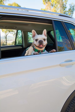 Bulldog Francés blanco sentado y asomándose por la ventanilla de un coche. 