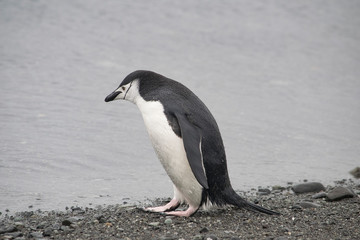 Adelie penguin resting on the stony coast of Antarctica