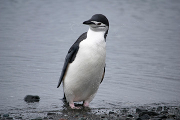 Obraz premium Adelie penguin resting on the stony coast of Antarctica