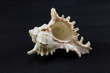 Sea shell on a black background close-up.