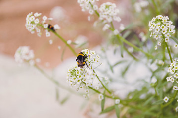Short plane of a bee in a white flower with the background out of focus