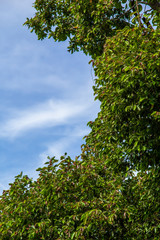 green leaves against blue sky