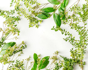 Flat lay with green tree branches and plants on white background