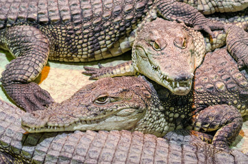 Fototapeta premium several alligator crocodiles close up