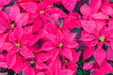 bright red poinsettia blooms on a flowerbed