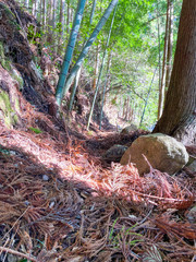 Fototapeta premium Forest road in bamboo forest in Japan.