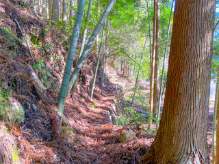 Forest road in bamboo forest in Japan.