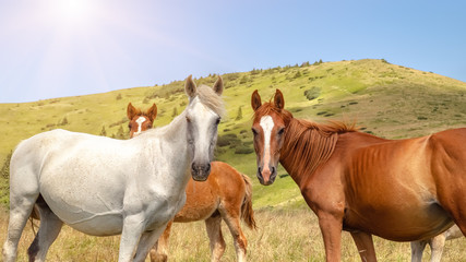 Obraz premium Horses with a foal walking in the mountains on a meadow on a warm summer day. Natural background