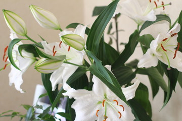 white lilies with buds