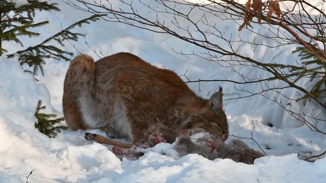 Eurasian lynx (Lynx lynx) feeding on killed roe deer in the snow in winter