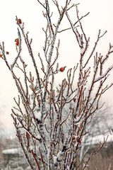 Twigs wrapped in ice